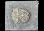 Edrioasteroid (Edriophrus) Fossil - Brechin, Ontario #68338-1